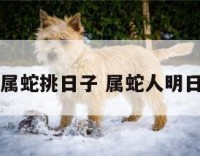 属蛇挑日子 属蛇人明日