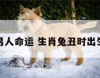 丑时属兔男人命运 生肖兔丑时出生男生命运