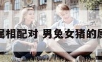 男兔女猪属相配对 男兔女猪的属相合不合