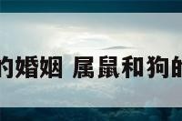 属鼠和狗的婚姻 属鼠和狗的婚姻好吗
