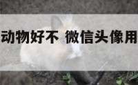 微信头像用动物好不 微信头像用动物可以吗?