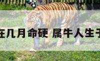 属牛的生在几月命硬 属牛人生于几月命好