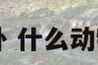 是什么动物很八卦 什么动物八卦指什么生肖