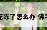 招财佛手花冻了怎么办 佛手花怕冻吗