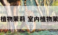 室内植物茉莉 室内植物茉莉花
