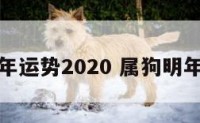属狗明年运势2020 属狗明年的运势