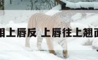 面相上唇反 上唇往上翘面相