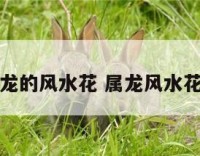 属龙的风水花 属龙风水花卉