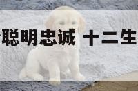 十二生肖哪个聪明忠诚 十二生肖哪个动物最忠诚