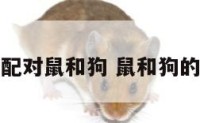 婚姻配对鼠和狗 鼠和狗的婚姻