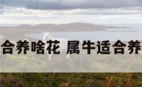 属牛适合养啥花 属牛适合养啥花好
