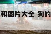 狗的蔬菜名字和图片大全 狗的食物有哪些种类