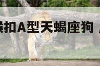 B型狮子座猴扣A型天蝎座狗 属猴b型血狮子座男人