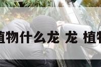 植物什么龙 龙 植物
