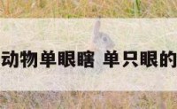 什么动物单眼瞎 单只眼的动物