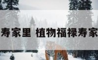 植物福禄寿家里 植物福禄寿家里能养吗