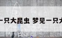 梦到一只大昆虫 梦见一只大昆虫