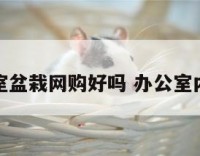 办公室盆栽网购好吗 办公室内盆栽