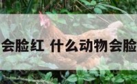 什么动物会脸红 什么动物会脸红脖子粗
