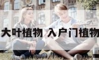 入户门大叶植物 入户门植物效果图