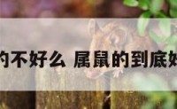 属鼠的不好么 属鼠的到底好不好
