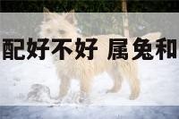 属兔与属蛇相配好不好 属兔和属蛇相配好不好