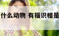 有福识相是什么动物 有福识相是什么动物生肖