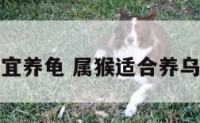 属猴宜养龟 属猴适合养乌龟吗