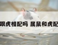 属鼠跟虎相配吗 属鼠和虎配不配