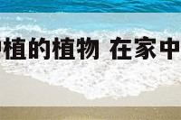 自己在家能种植的植物 在家中自己种什么种子合适?