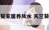 天竺葵家居养风水 天竺葵摆放