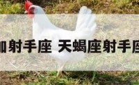 天蝎座加射手座 天蝎座射手座配不配