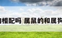 属鼠和狗相配吗 属鼠的和属狗的配吗?