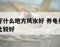 龟养在客厅什么地方风水好 养龟养在客厅的哪个位置比较好