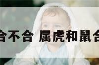 属虎和鼠合不合 属虎和鼠合不合婚姻