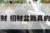 盆栽装饰招财 招财盆栽真的可以招财吗