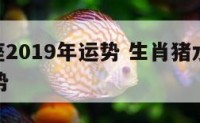 猪水瓶座2019年运势 生肖猪水瓶座2020年运势