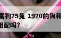 70年属狗75兔 1970的狗和1975的兔相配吗?