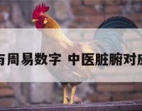 脏腑与周易数字 中医脏腑对应关系