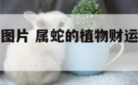 属蛇的植物图片 属蛇的植物财运百度花草图片