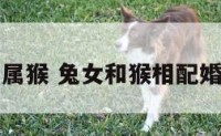 女兔和属猴 兔女和猴相配婚姻如何