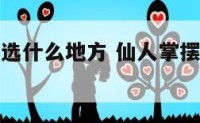 家居仙人掌选什么地方 仙人掌摆在家里什么方位