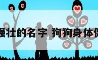 狗狗健康强壮的名字 狗狗身体健康的名字