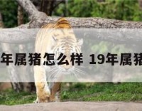 19年属猪怎么样 19年属猪吗