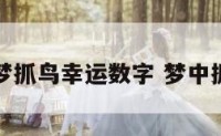 做梦抓鸟幸运数字 梦中抓鸟