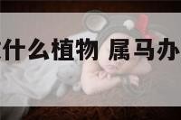 属马办公室放什么植物 属马办公室放什么花最旺财