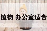 办公室养大型植物 办公室适合养的大型绿植