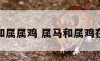 属马和属属鸡 属马和属鸡在一起