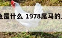 63年属兔是什么 1978属马的人是什么命