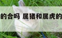 属猪和属虎的合吗 属猪和属虎的在一起合适吗